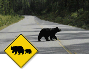 Diamond Road Signs