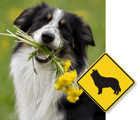 Dog Breed Crossing Signs Dog Breed Crossing Signs