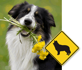 Dog Breed Crossing Signs Dog Breed Crossing Signs