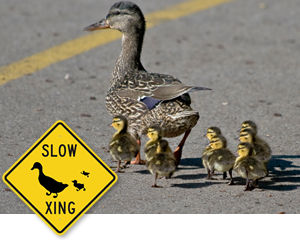 Slow Duck Crossing Signs